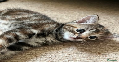 Mixed Breed cats - Advert 4