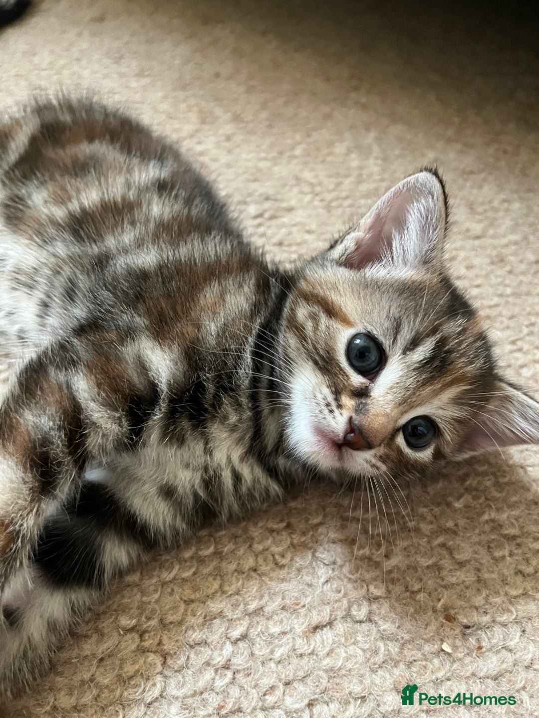 Mixed Breed cats for sale: Beautiful kittens ready for loving new homes.  - Image 2