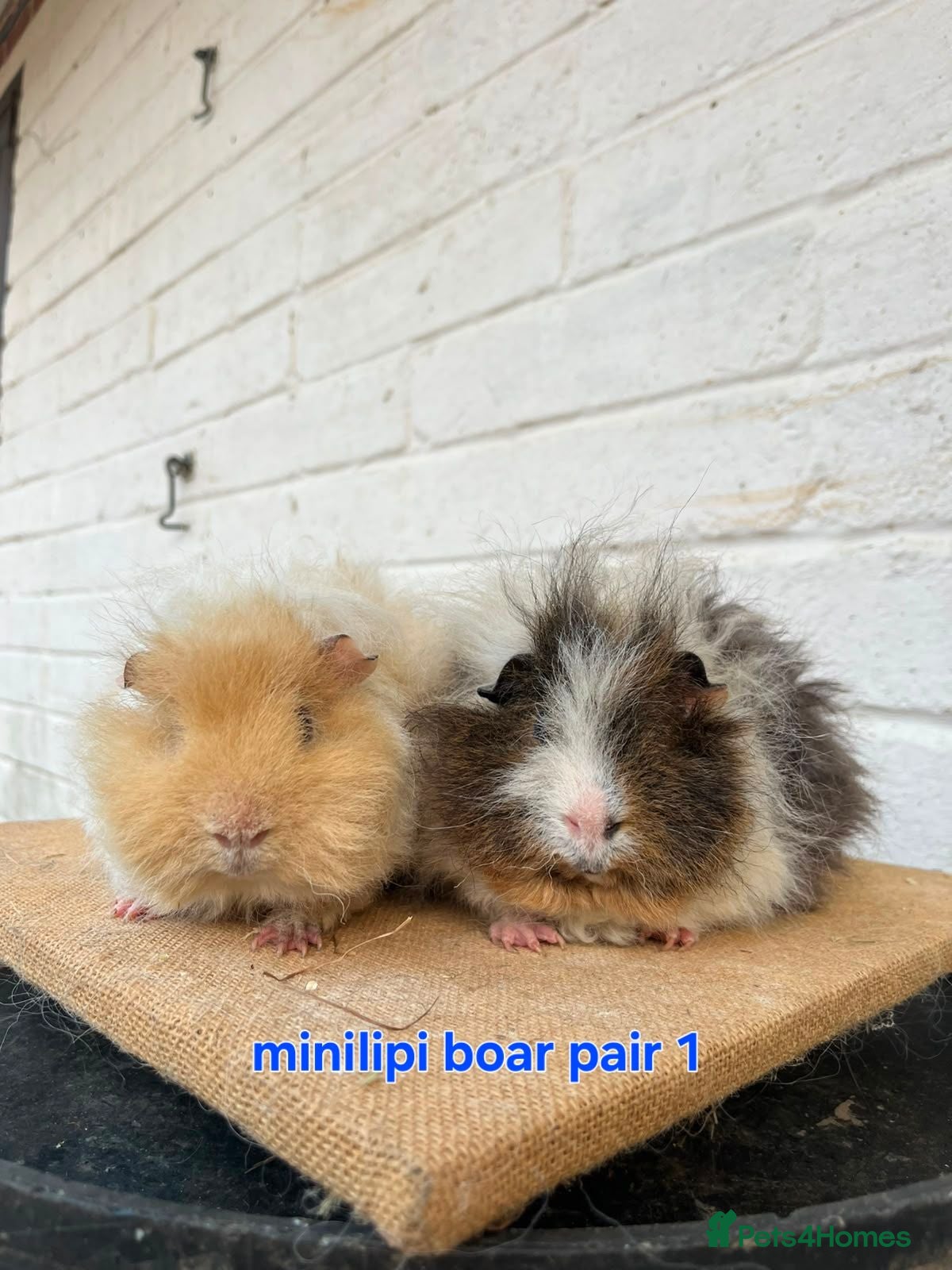 Guinea Pig rodents Lunkarya  - Advert 2