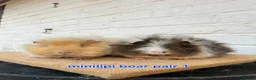 Guinea Pig rodents for sale: Lunkarya  - Advert 14