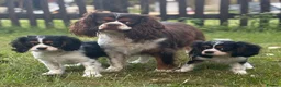 Cavalier King Charles Spaniel dogs for sale: 🐶 Health tested Cavalier King Charles Puppies 🐶  - Advert 10