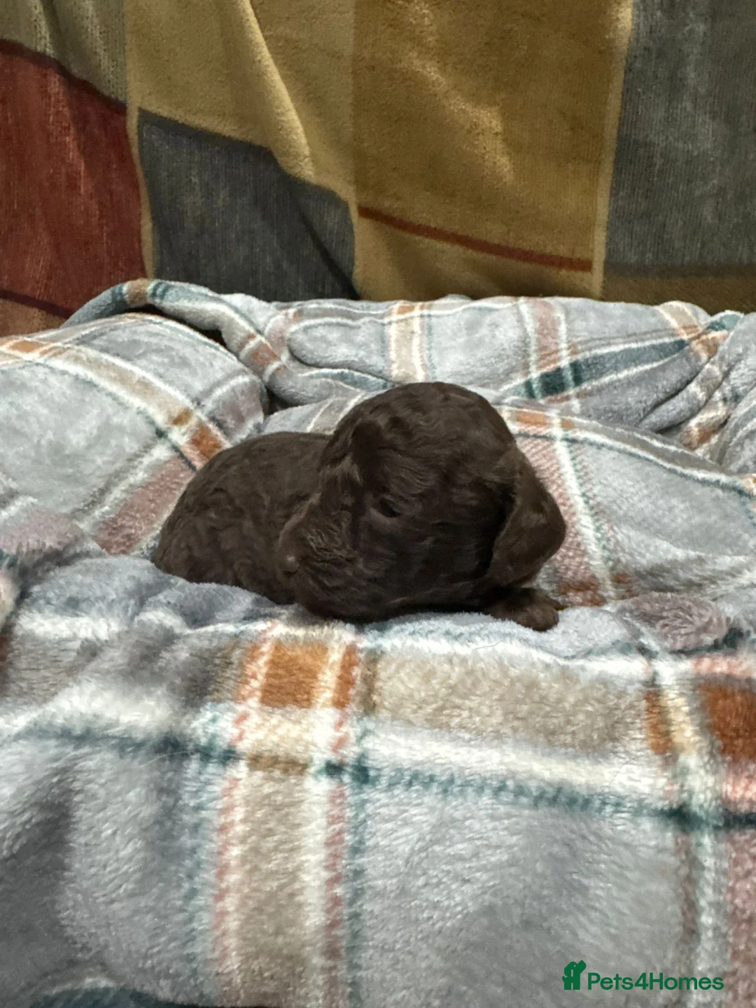 Toy Poodle dogs for sale: 3 pure bred Non kc Toy poodle Puppies  - Advert 3