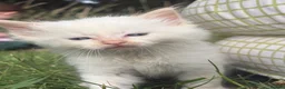 Ragdoll cats for sale: Scratch pads needed - Advert 4
