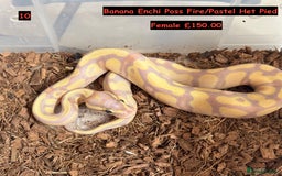 Python Snake reptiles for sale: Baby Ball Python's - Advert 10