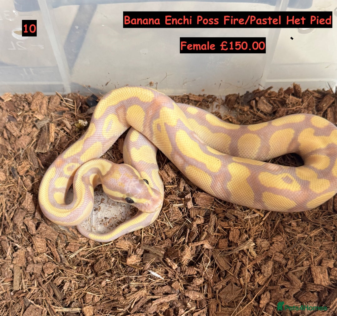 Python Snake reptiles for sale: Baby Ball Python's - Advert 10
