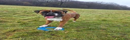 Boxer dogs for stud: First time stud, Bruce in Coulsdon - Advert 3