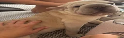 French Bulldog dogs for sale: French bulldog for rehome in Orpington - Advert 2