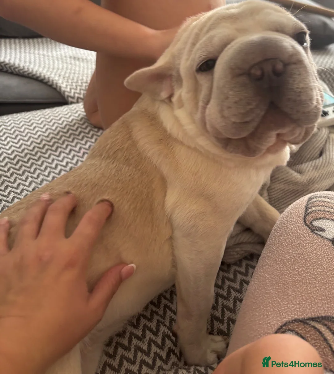 French Bulldog dogs for sale: French bulldog for rehome in Orpington - Advert 2