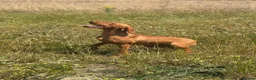 Hungarian Vizsla dogs for sale: 10month old girls for pet homes - Advert 6