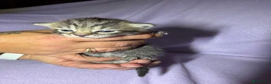 Mixed Breed Kitten 2