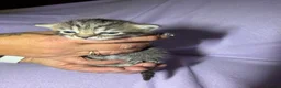 Mixed Breed cats for sale: 4 kittens for sale  in Loughborough - Advert 7