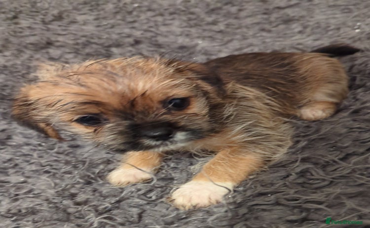 Shorkie dogs - Advert 10