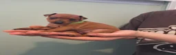 Miniature Pinscher dogs for sale: Adorable Miniature Pinscher Puppies  in Peterhead - Advert 13