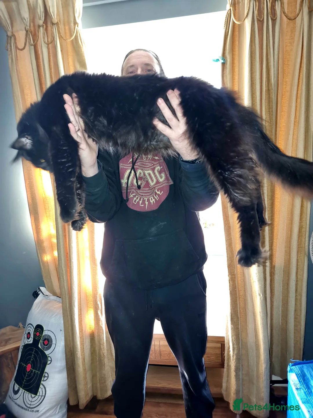 Maine Coon cats for sale: 3 Beautiful Maine Coon Boys - Advert 5