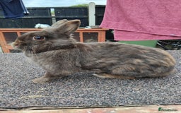 Netherland Dwarf rabbits for sale: Netherland dwarf rabbits  - Image 1