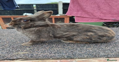 Netherland Dwarf rabbits - Advert 3