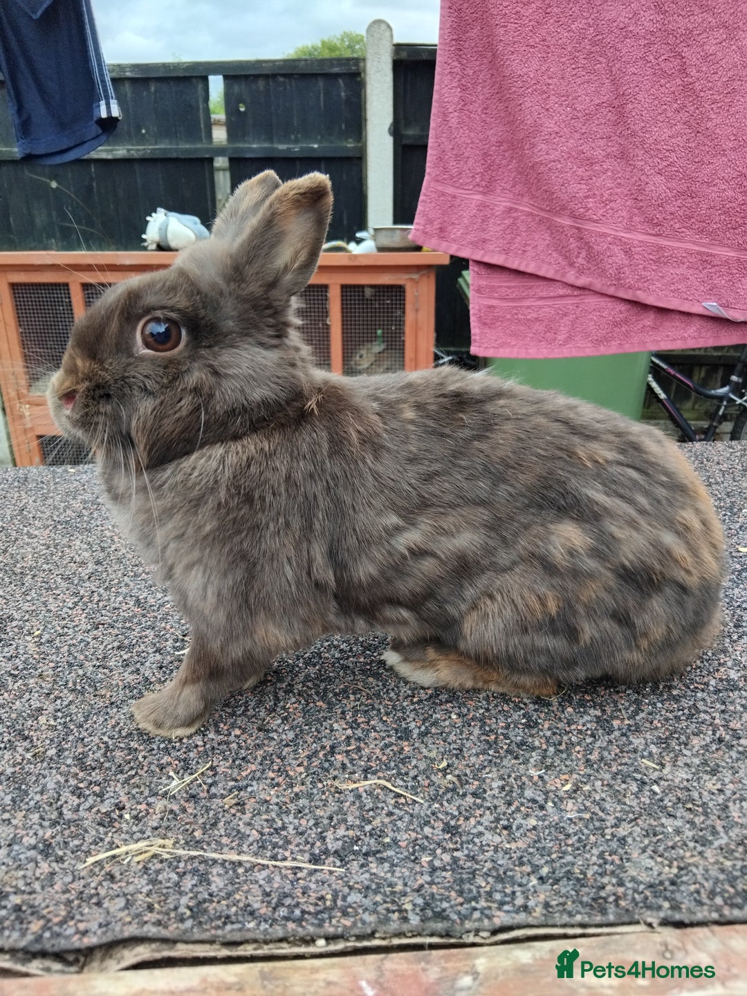 Netherland Dwarf rabbits for sale: Netherland dwarf rabbits  - Image 1