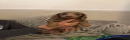 Miniature Dachshund dogs for sale: KC long haired Isabella &tan miniature dachshund - Advert 8