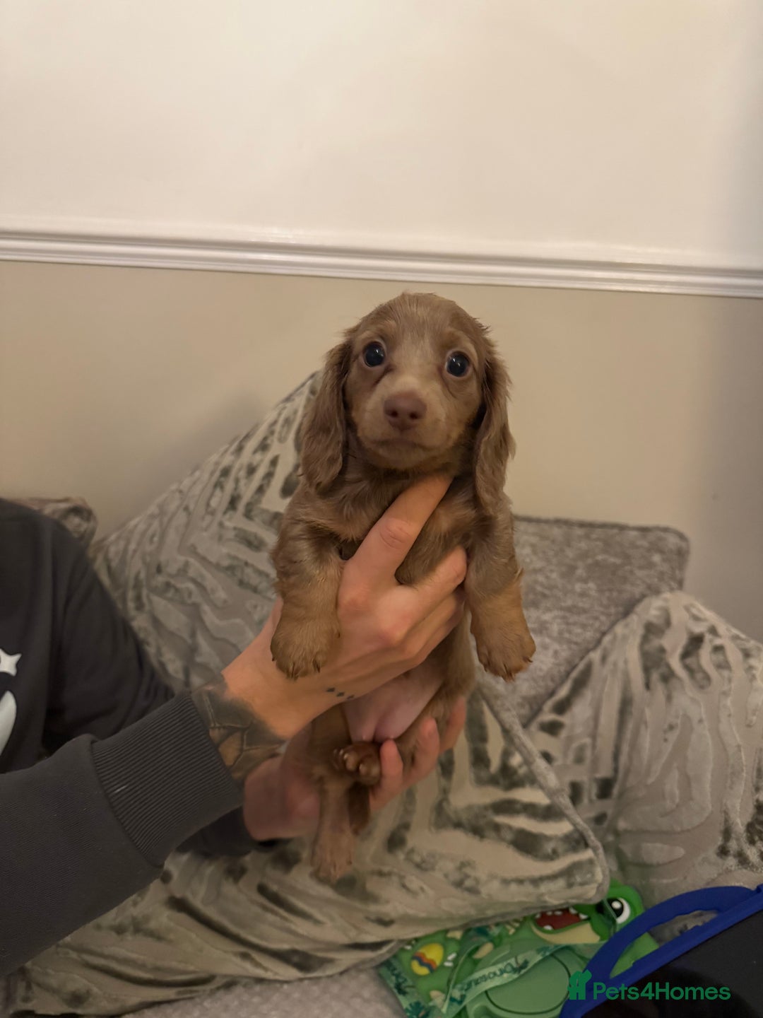 Miniature Dachshund dogs for sale: KC long haired Isabella &tan miniature dachshund - Advert 8