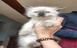 Ragdoll cats for sale: Beautiful Ragdoll kittens - Image 4