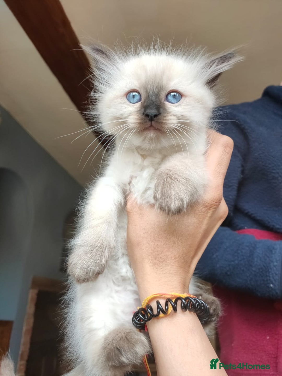 Ragdoll cats for sale: Beautiful Ragdoll kittens - Image 4