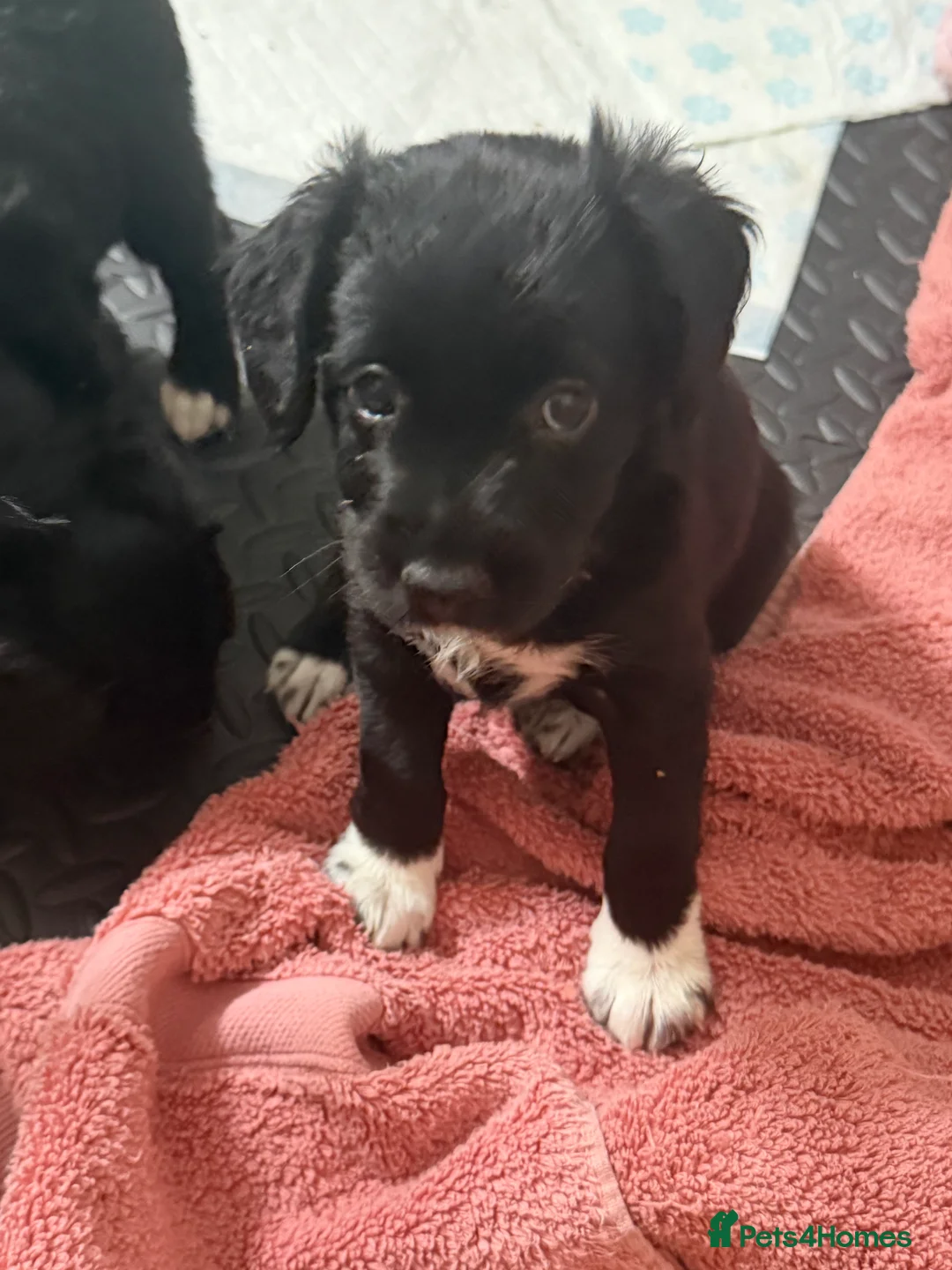 Mixed Breed dogs for sale: Lovely Cockapoo/Border Collie puppies in Abergavenny - Advert 9