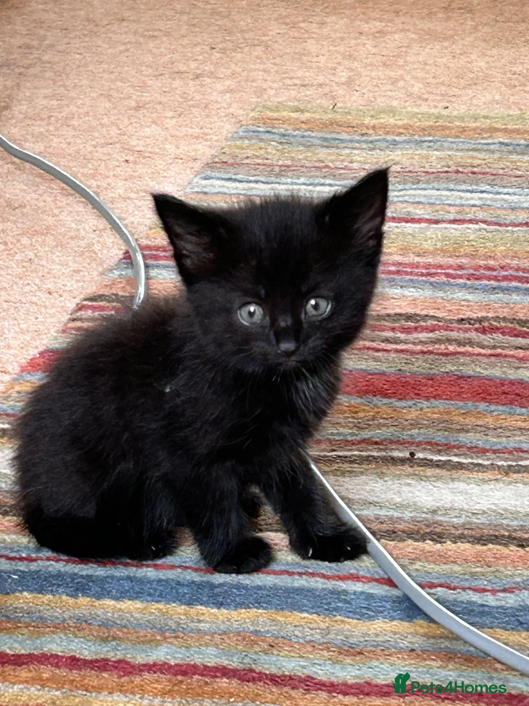 Mixed Breed cats for sale: Beautiful friendly kittens - Advert 2