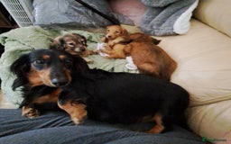 Miniature Dachshund dogs for sale: 3 Cute Longhaired Mini Dachshunds Pedigree - Image 12