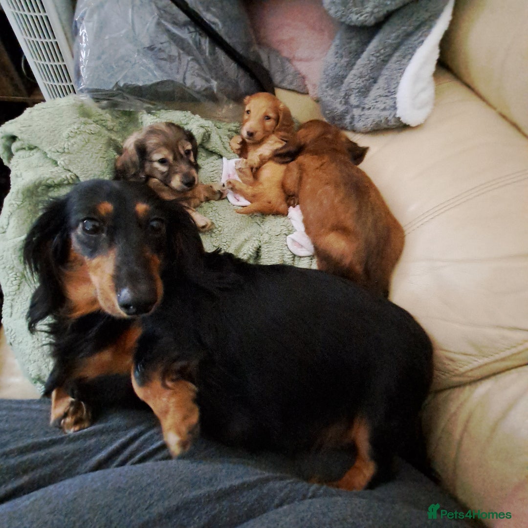 Miniature Dachshund dogs for sale: 3 Cute Longhaired Mini Dachshunds Pedigree - Image 12