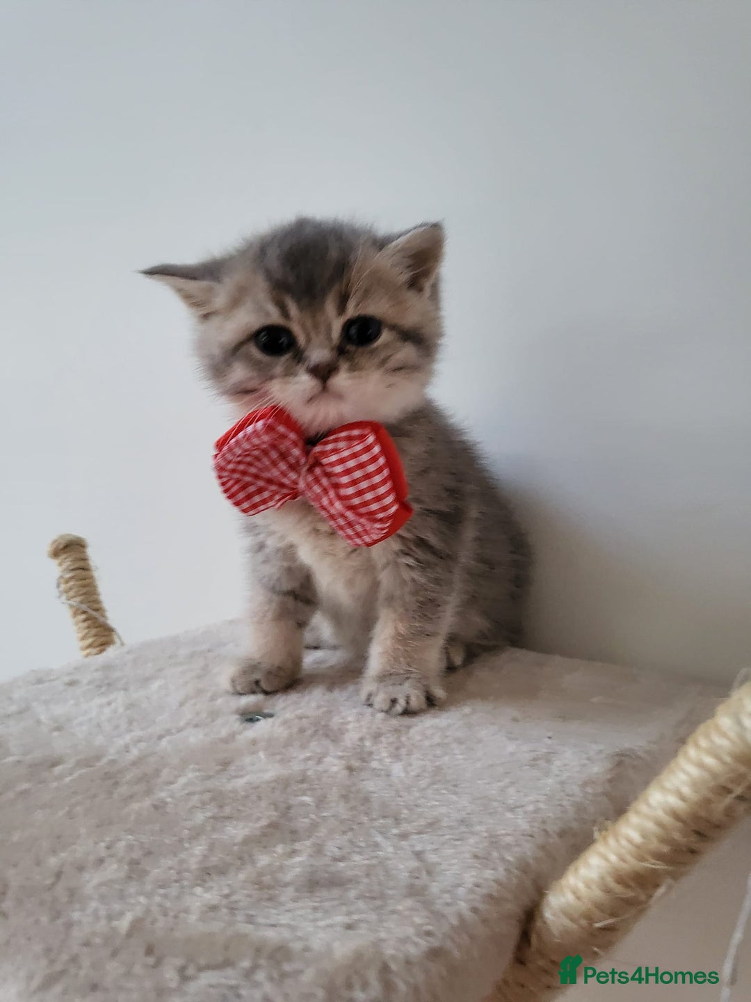 British Shorthair cats for sale:  **  **  **  ** BRITISH SHORTLY **  **  **  **   - Advert 29