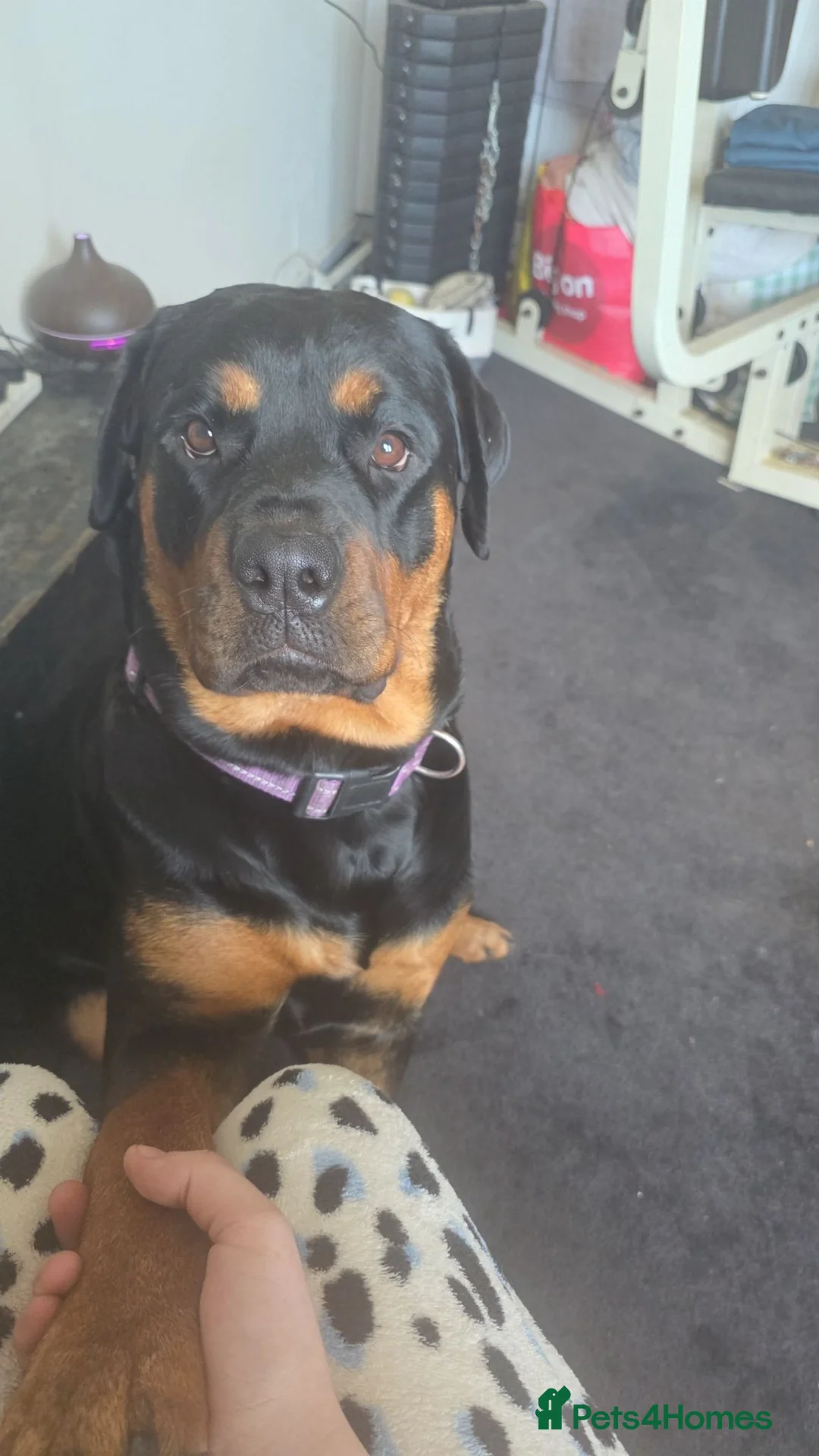 Rottweiler dogs for sale: Rottweiler pups in Falkirk - Advert 1