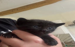 Mixed Breed cats for sale: 4 beautiful little kittens  - Image 3