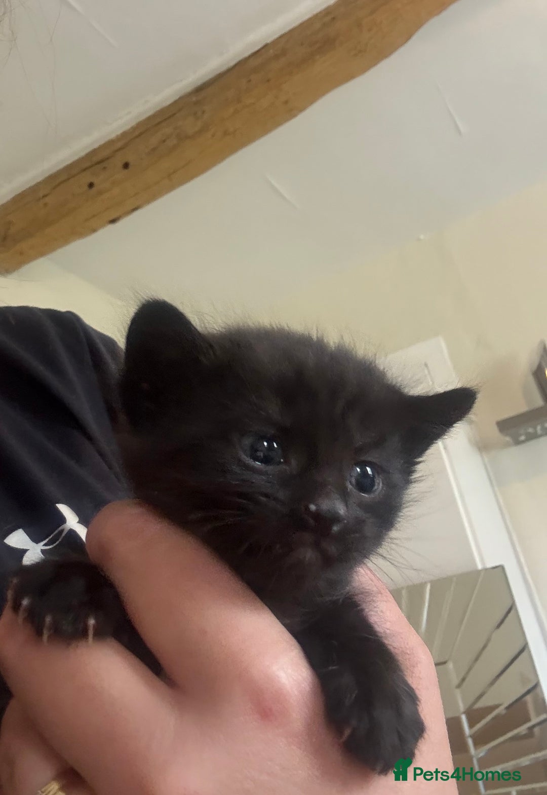 Mixed Breed cats for sale: 4 beautiful little kittens  - Image 3
