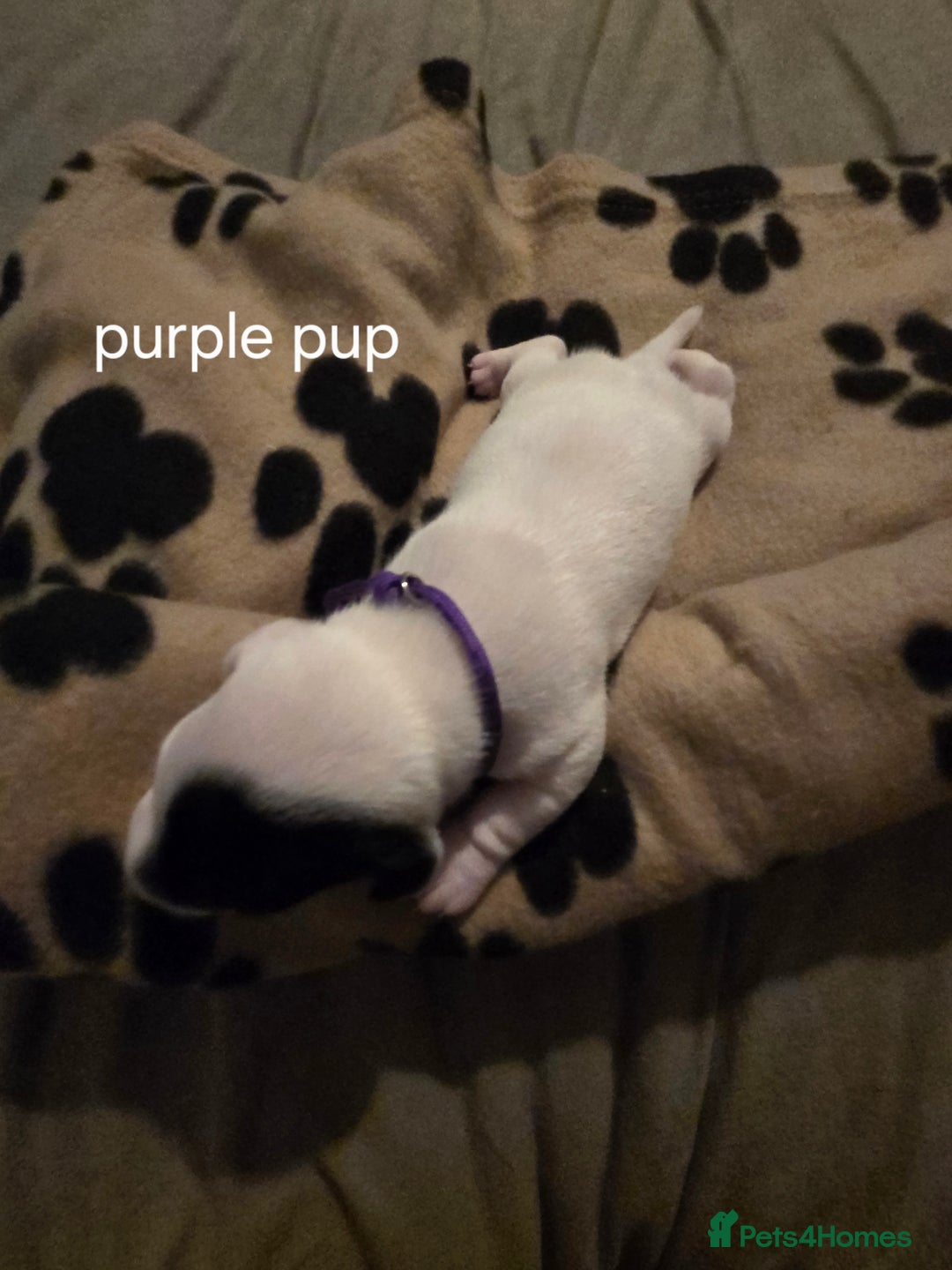Jack Russell dogs for sale: Jack russell puppies - Advert 5