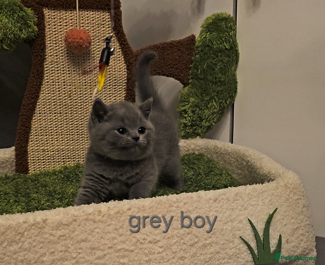 British Shorthair cats for sale: British Shorthair kitten's, GCCF pedigree - Advert 6