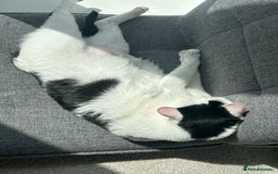 Mixed Breed cats for sale: 💔 Heartbreaking Rehoming – Manchester - Image 3