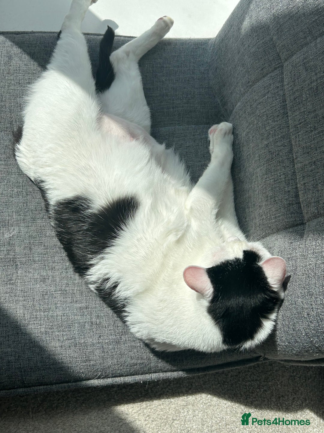 Mixed Breed cats for sale: 💔 Heartbreaking Rehoming – Manchester - Image 3