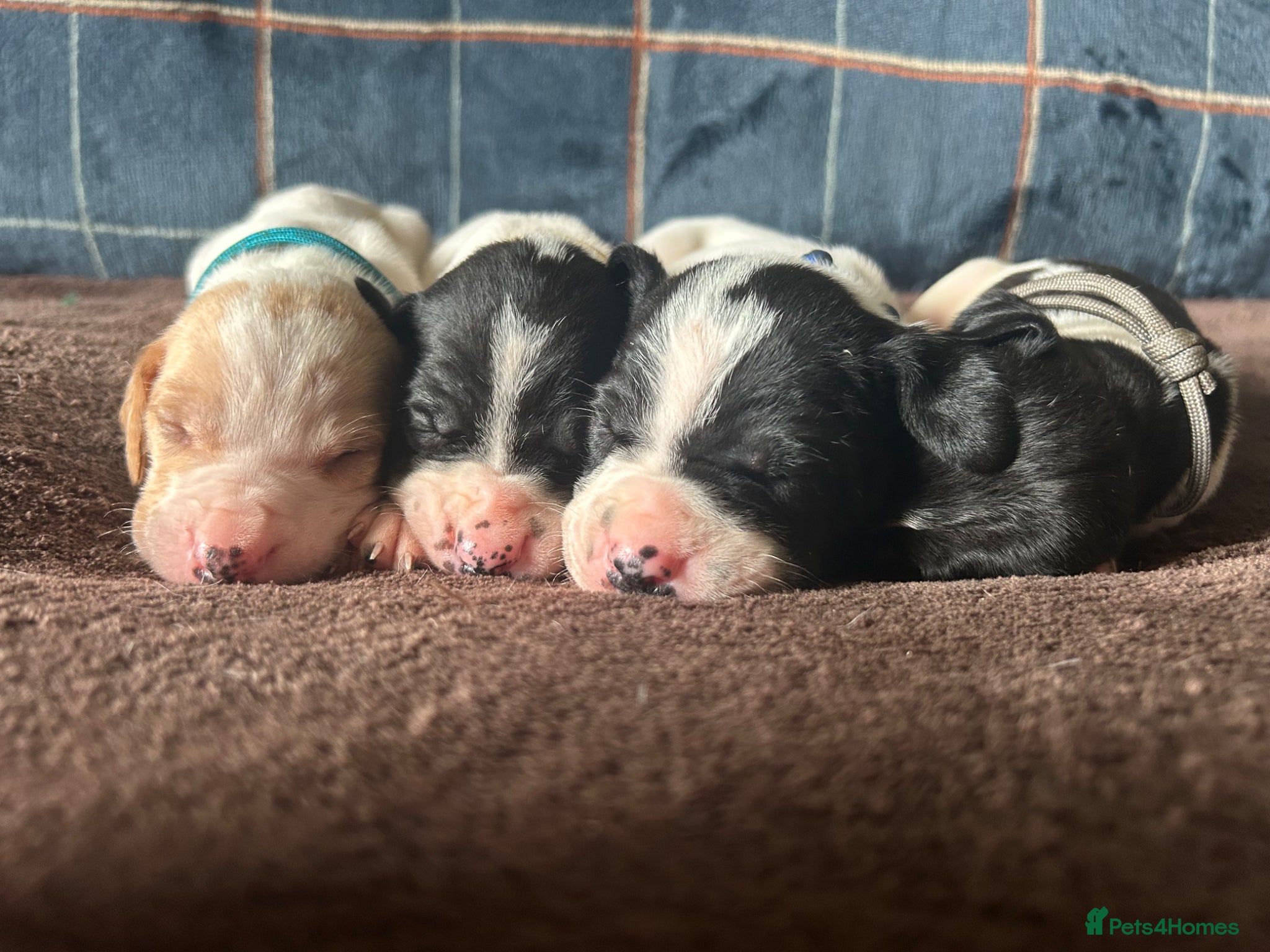 Pointer dogs for sale: KC English Pointer Puppies - Advert 14