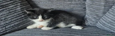 Mixed Breed 1