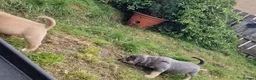 American Bully dogs for sale: Pocketbully puppy  - Advert 33