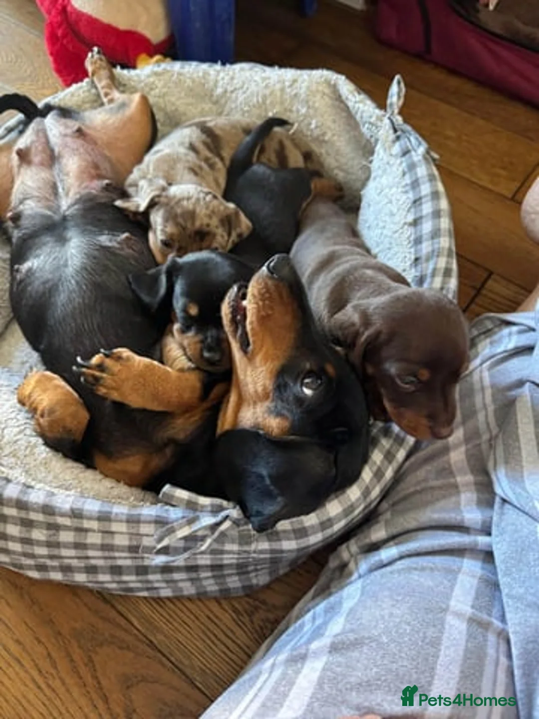 Miniature Dachshund dogs for sale: Miniature Dachshund Puppies  in Norwich - Advert 2