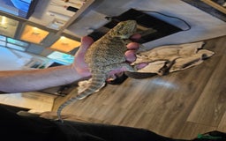 Bearded Dragon reptiles for sale: Bearded dragon for sale - Advert 3