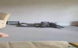 Russian Blue cats for sale: 2 close littermates, pure Russian blues + papers  - Image 4