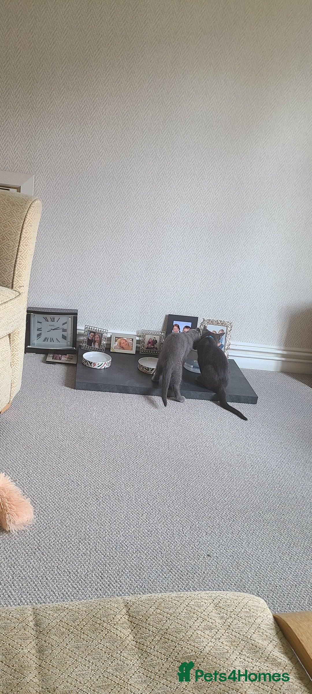 Russian Blue cats for sale: 2 close littermates, pure Russian blues + papers  - Image 4