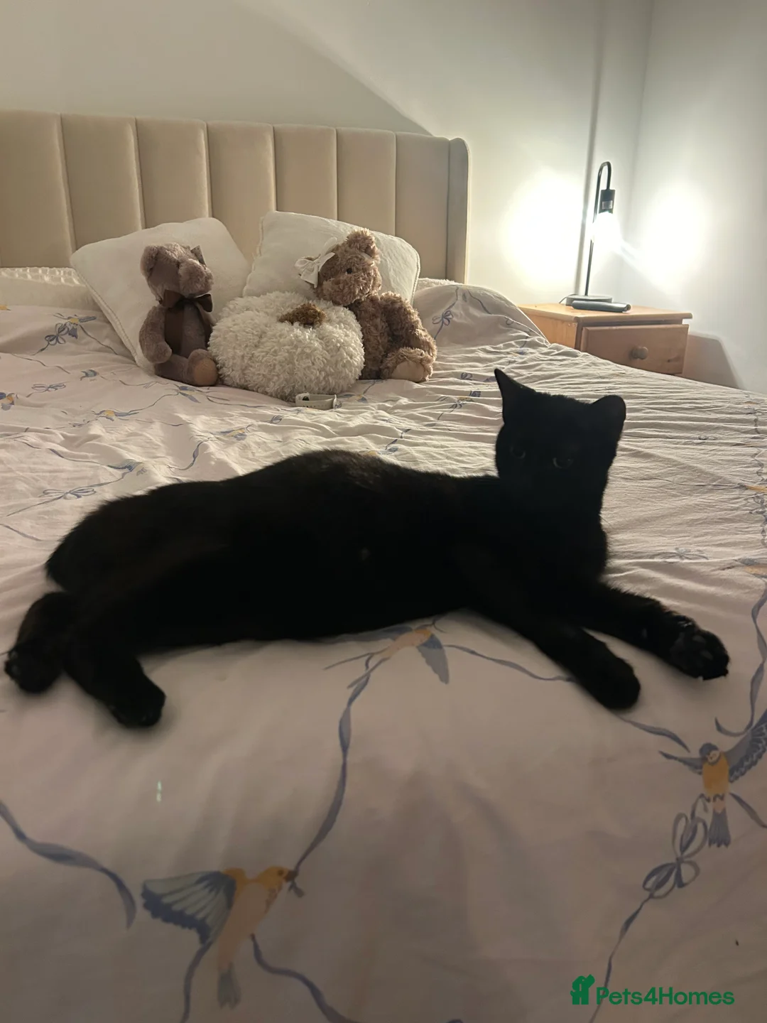Mixed Breed cats for sale: 3 male kittens - Advert 2