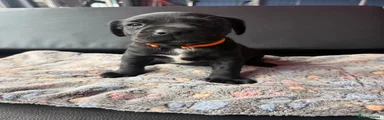 Labrador Retriever 3