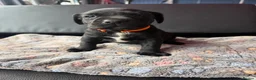 Labrador Retriever dogs for sale: Black Labradors boys and girls  - Advert 4