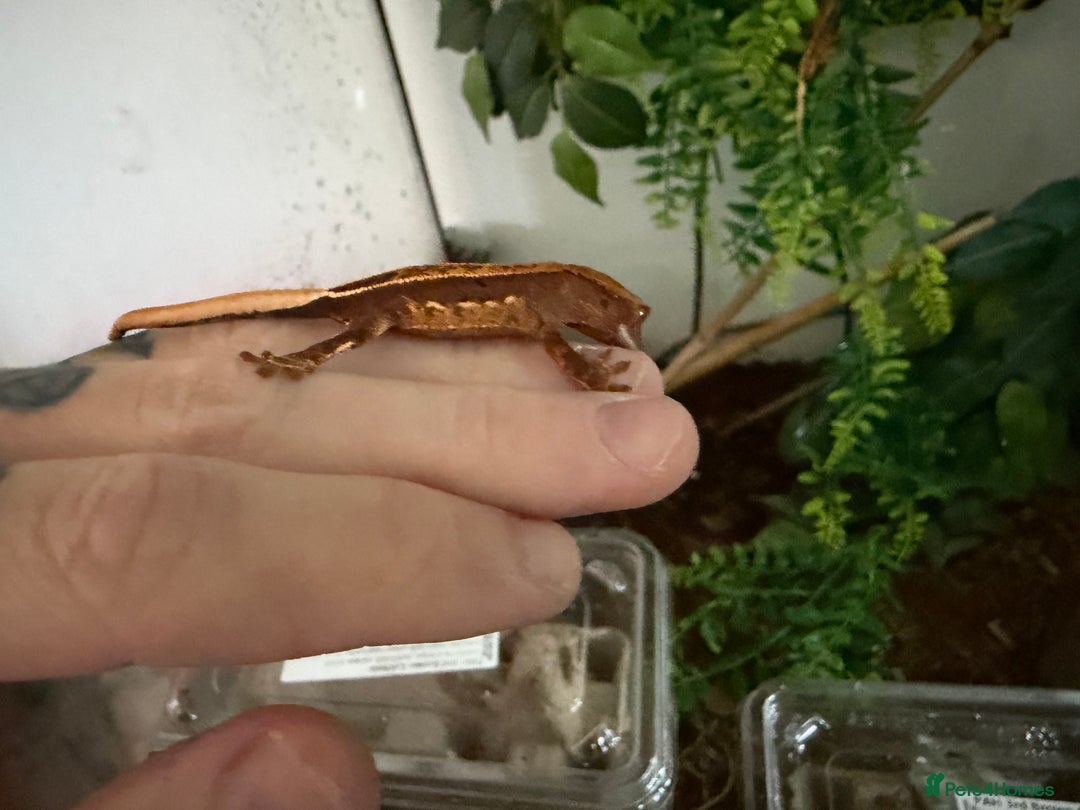 Gecko reptiles for sale: Crested gecko babies  - Image 7