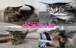 Mixed Breed cats for sale: READY NOW - 1/4 Maine Coon Kittens - Image 1