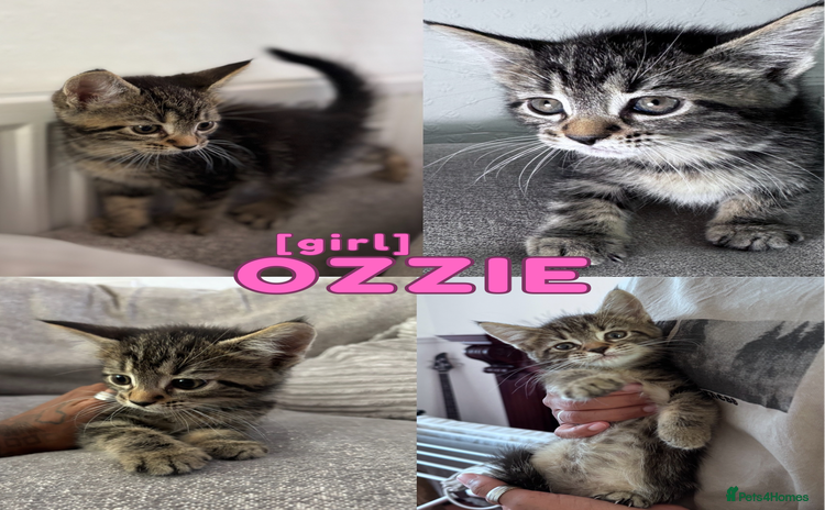 Mixed Breed cats - Advert 16